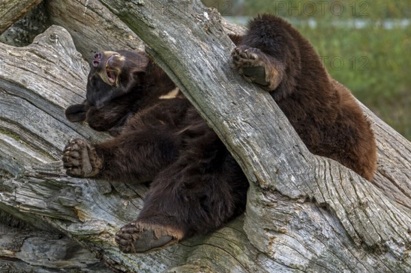 American black bear (Ursus americanus) brown color variation with white blaze on the chest sleeping
