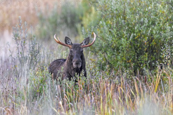 Moose, elk (Alces alces) bull, male feeding on willow leaves in marshland in autumn, fall, Sweden,