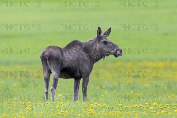 Moose, elk (Alces alces) cow, female grazing in meadow with wildflowers, dandelions in spring,