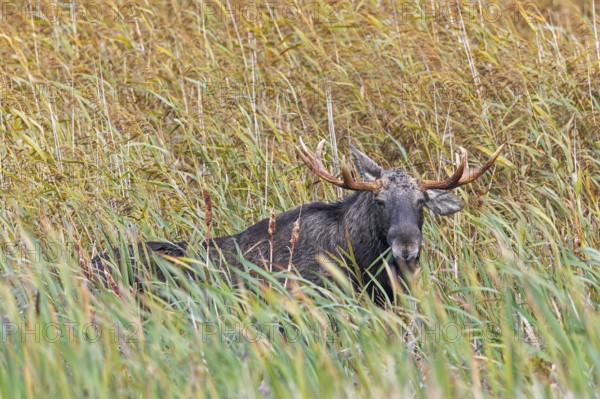 Moose, elk (Alces alces) bull, male foraging in reed bed in marshland in autumn, fall, Sweden,