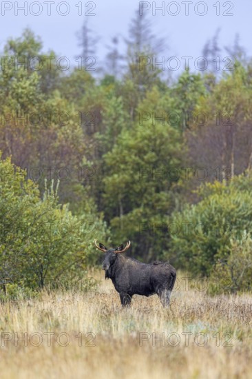Moose, elk (Alces alces) bull, male foraging in grassland at edge of forest in autumn, fall,