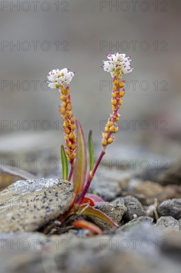 Alpine bistort, serpent-grass, viviparous bistort (Bistorta vivipara, Persicaria vivipara)