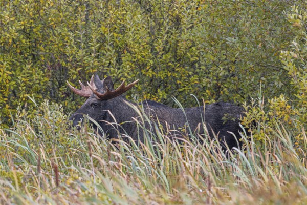 Moose, elk (Alces alces) bull, male feeding on willow leaves, hidden in marshland in autumn, fall,