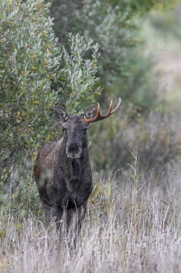 Moose, elk (Alces alces) young bull, male shedding antlers in grassland at edge of forest in