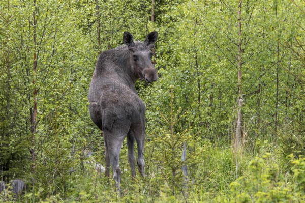 Moose, elk (Alces alces) adult bull, male with antlers covered in velvet foraging among bushes in