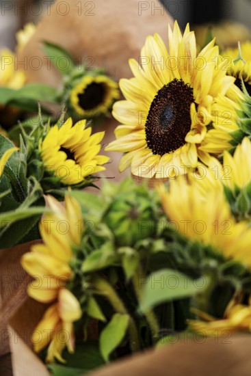Sunflowers, Arles, France