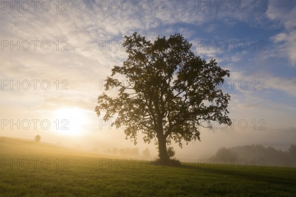 A single tree in morning fog, the sun slowly rising over the meadow, near Füssen, Allgäu, Swabia,