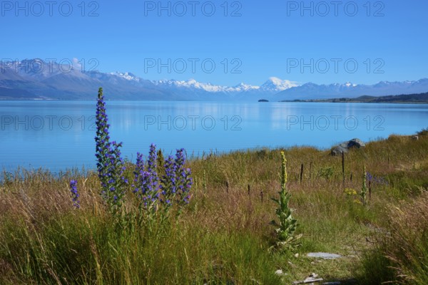 Blooming flowers on the shore of a clear lake with mountain backdrop, Lake Pukaki Viewpoint,