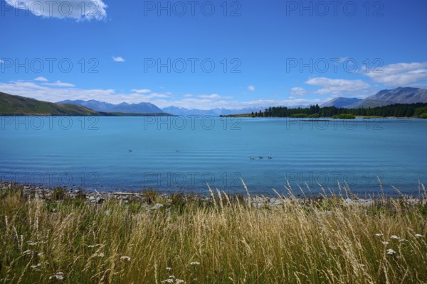 A wide lake with grasses in the foreground, surrounded by mountains and blue skies, Lake Tekapo,