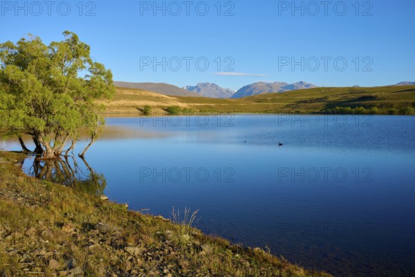 A peaceful lake with a tree on the shore against a mountainous backdrop, Lake McGregor, Tekapo,