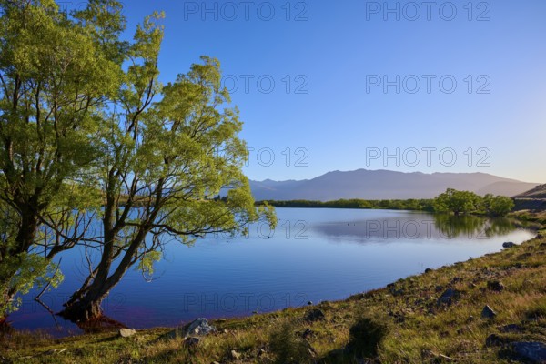 A calm lake with trees and mountains in sunlight, Lake McGregor, Tekapo, Canterbury, South Island,