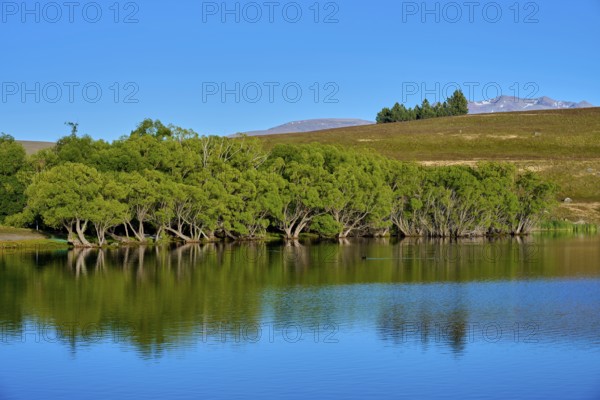 A lake with reflecting trees under a clear blue sky, Lake McGregor, Tekapo, Canterbury, South