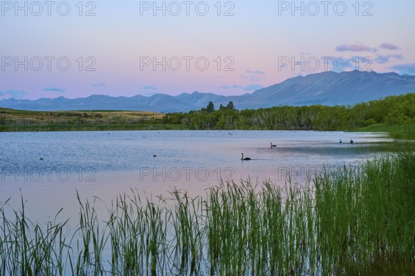 Calm lake with swans and mountains in the background at sunrise, Lake McGregor, Tekapo, Canterbury,