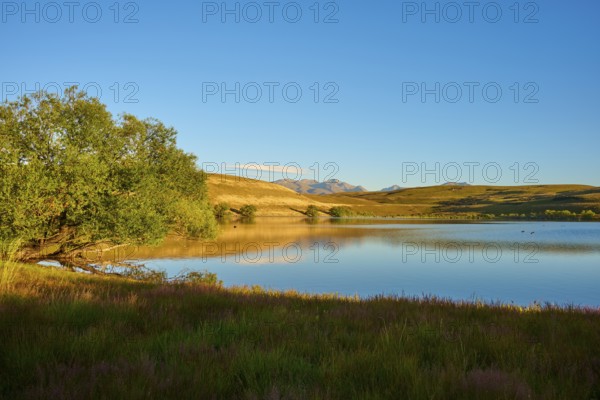 Tree on calm lake with mountains and clear sky in the background, Lake McGregor, Tekapo,
