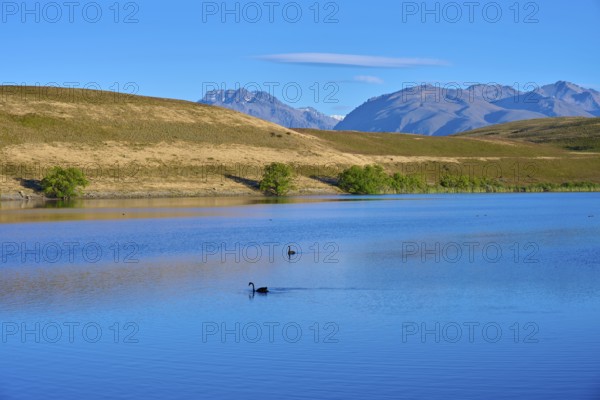 A calm lake with swans against a mountain backdrop under blue skies, Lake McGregor, Tekapo,