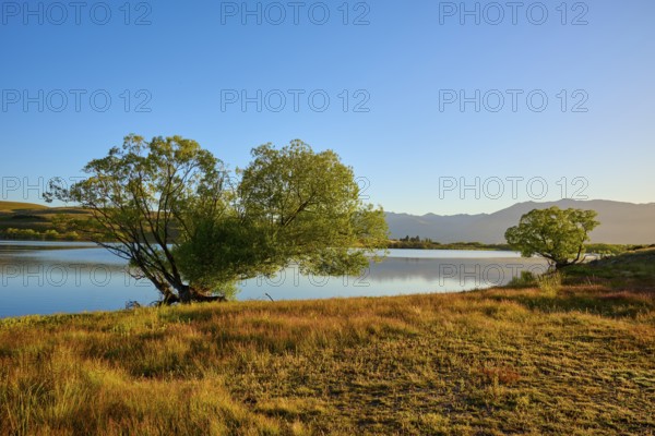 Lakeside tree at sunrise with blue sky and mountains in background, Lake McGregor, Tekapo,
