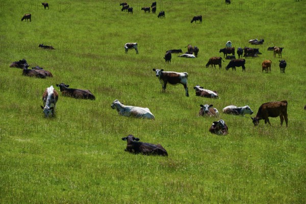 Group of cows on a vast green pasture under blue sky, Geraldine Fairlie Lookout, Geraldine,