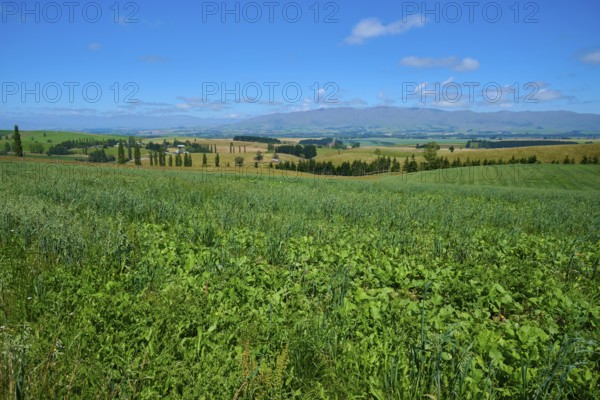 Extensive green meadow landscape under bright blue sky, Geraldine Fairlie Lookout, Geraldine,
