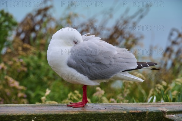 Red-billed gull (Chroicocephalus scopulinus), with closed eye standing at rest on a wooden railing