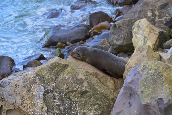 New Zealand fur seal (Arctocephalus forsteri) lying relaxed on rocks near the sea, Shag Point