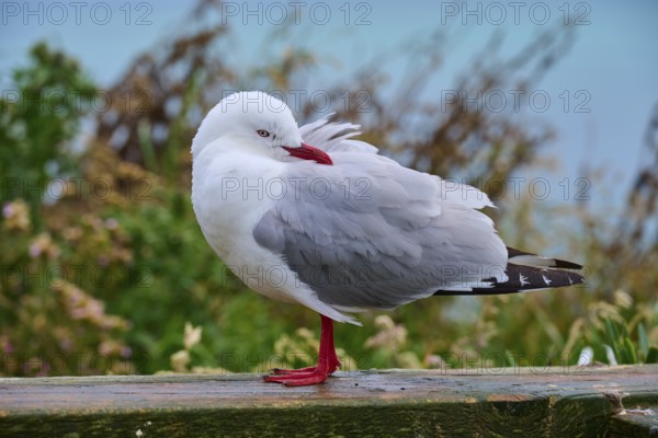 Red-billed gull (Chroicocephalus scopulinus) standing on wooden railing in natural surroundings,
