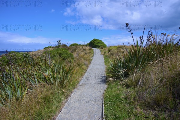 Narrow trail through green vegetation under a blue sky with clouds, Shag Point Lookout, Shag Point,