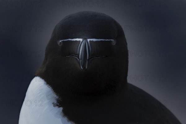 Tordalk (Alca torda) portrait photo front view, Grimsey island, Iceland