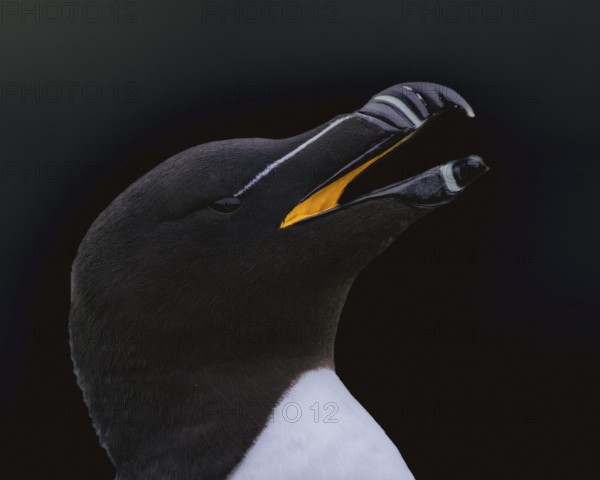 Tordalk (Alca torda) portrait photo with visible bright yellow scabula cavity, Grimsey Island,