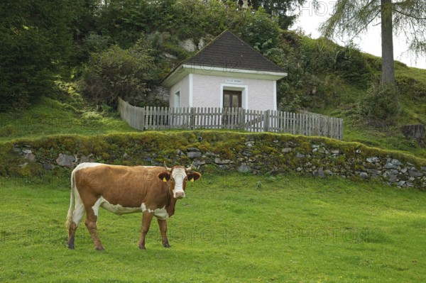 Cow on a pasture near Embach in front of the Ölberg chapel, Embach, Austria