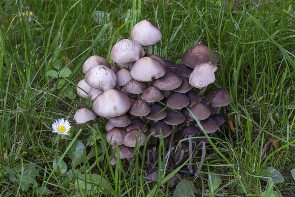 Group of mushrooms in a meadow with individual flowers and green blades of grass, Weinviertel Lower