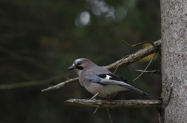 Eurasian Jay (Garrulus glandarius), tree, foraging, Pongau