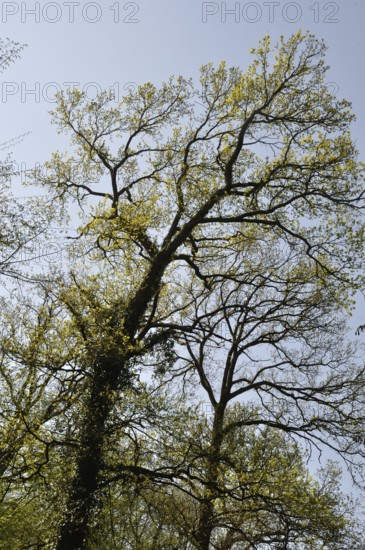 Tall trees with budding leaves against a clear blue sky, evoking a sense of spring and natural