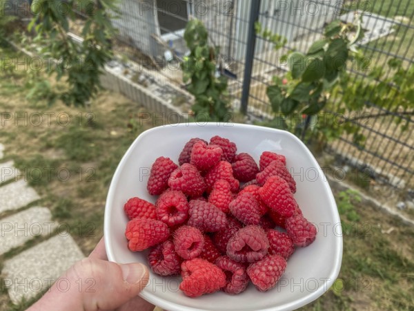 Fresh raspberry harvest from the garden in a white bowl, Hobbyzone-alpha, Haan, North