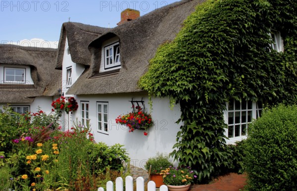 House with thatched roof on Amrum Island, Schleswig-Holstein, Germany