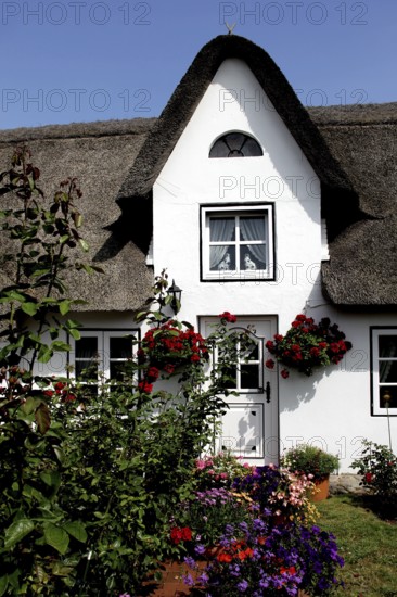 House with thatched roof, Amrum Island, Schleswig-Holstein, Germany