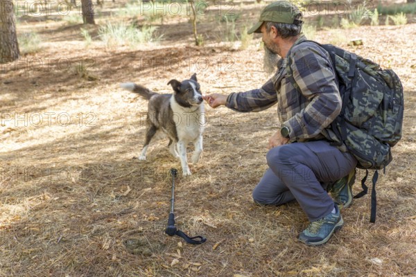 Man and his dog hiking through sunlit pine forest, sharing companionship and adventure on a sunny