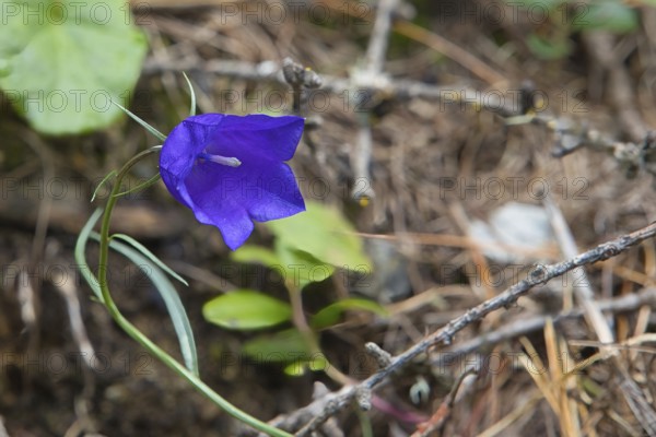 A blue bellflower in the Langtauferer Valley in South Tyrol, Italy