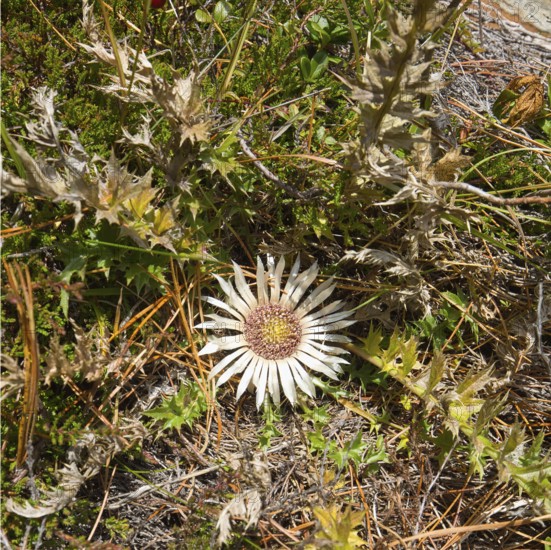 The silver thistle (Carlina acaulis) is a protected plant that is native to the alpine regions of