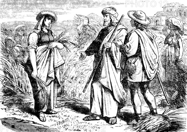Ruth talks to Boaz and helps with the grain harvest, field, book of Ruth, chapter 2, harvest