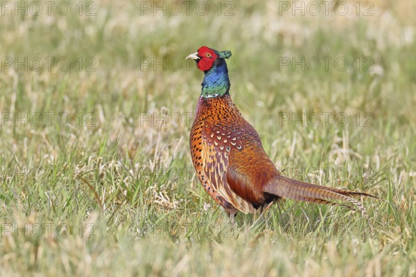 Pheasant, hunting pheasant (Phasianus colchicus), adult male bird in a meadow, wildlife, lembruch,