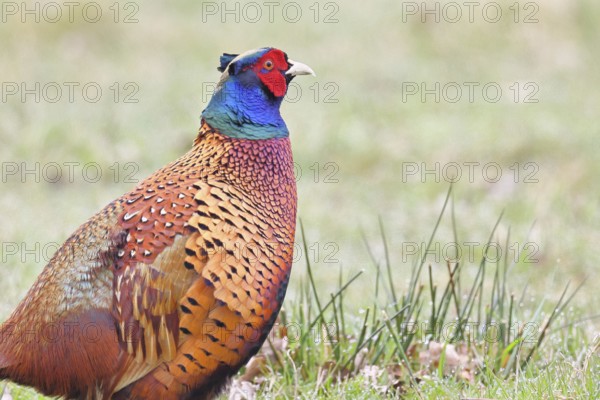 Pheasant, hunting pheasant (Phasianus colchicus), adult male bird in a meadow, animal portrait,