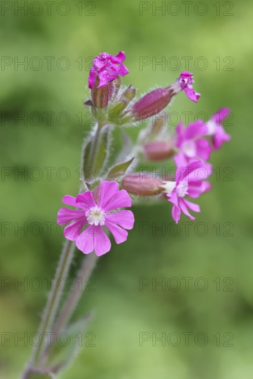 Red carnation (Silene dioica), close-up of a flower in a meadow, Wilnsdorf, North Rhine-Westphalia,