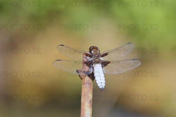 Flat-bellied dragonfly (Libellula depressa), male sitting on a spike in the garden, close-up,
