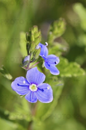 Gamander Speedwell (Veronica chamaedrys), loyal to men, blossoms in a deciduous forest, blue