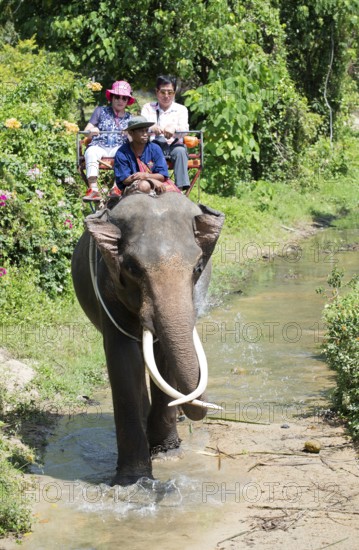Thailand, Koh Samui, Elephant (Elephas maximus) with tourists for a small round trip in the jungle