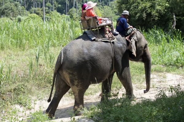 Thailand, Koh Samui, Elephant (Elephas maximus) with tourists for a small round trip in the jungle