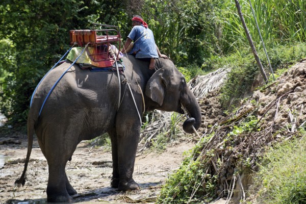 Thailand, Koh Samui, Elephant drinking (Elephas maximus) before the trip in the jungle