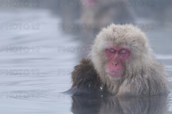 Japanese macaque or snow japanese monkey, baby and mom sleeping in onsen (Macaca fuscata), Japan