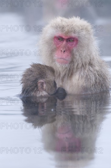 Japanese macaque or snow japanese monkey, baby and mom in onsen (Macaca fuscata), Japan