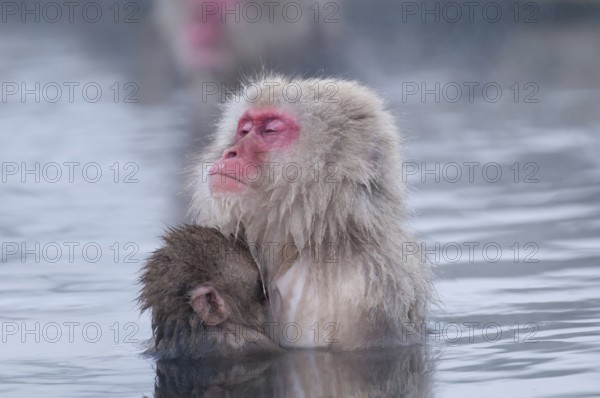 Japanese macaque or snow japanese monkey, baby and mom in onsen (Macaca fuscata), Japan